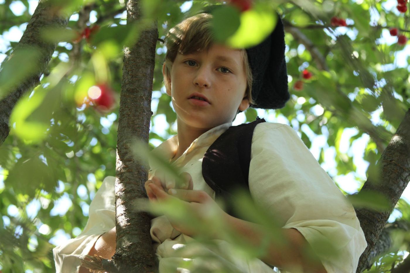 Nică, in a white shirt and sheepskin waistcoat, climbing a cherry tree full of red fruit